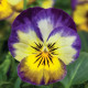 Виола Пенни F1 примроз пикоте (primrose picotee)