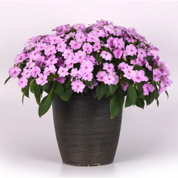 Соларскейп F1 lilac spark насіння бальзаміну 25-30см (Pan American)