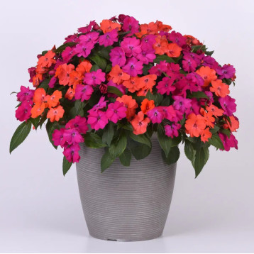 Соларскейп F1 mix насіння бальзаміну 25-30см (Pan American)