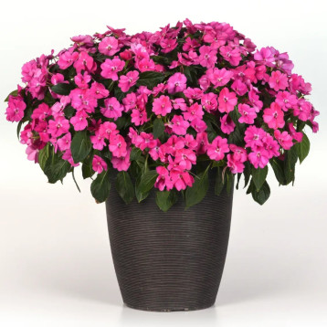 Соларскейп F1 pink jewel семена бальзамина 25-30см (Pan American)