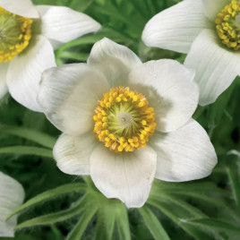 Пинвил белая (Pinwheel white) семена сон-травы (Syngenta)