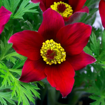 Пинвил красная (Pinwheel red) семена сон-травы (Syngenta)