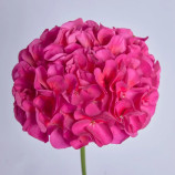 Пеларгонія Сімона F1 фіолетово-рожева 