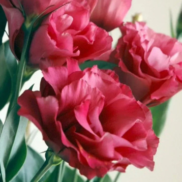 Еустома Маріачі F1 кармінова 