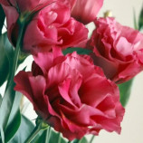 Еустома Маріачі F1 кармінова 