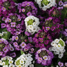 Аліссум Кристал суміш (mix) 