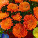 Сірінга терракотовий насіння айстри хризантемоподібної (Satimex)