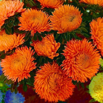 Сиринга терракотовый семена астры хризантемовидной однол. 60-70см (Satimex)