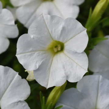 Шок Вейв F1 белый (white) семена петунии ампельной 18-25 см (Pan American)