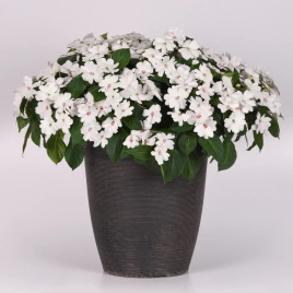 Соларскейп F1 white pearl насіння бальзаміну 25-30см (Pan American)