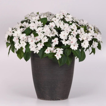 Соларскейп F1 white pearl насіння бальзаміну 25-30см (Pan American)