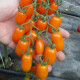 Одат F1 семена томата индет. черри раннего перцев. 15-18 гр. оранж. (Moravoseed)
