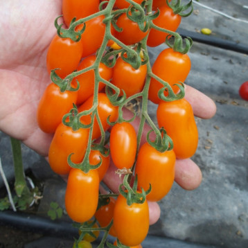 Одат F1 насіння томату індет. чері раннього перцев. 15-18 гр. помаранч. (Moravoseed)