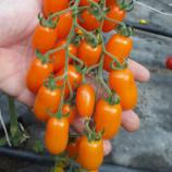 Одат F1 семена томата индет. черри раннего перцев. 15-18 гр. оранж. (Moravoseed)
