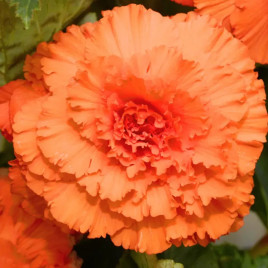 Амери Гибрид Рафлд F1 абрикосовый (Rufled Apricot) семена бегонии клубневой (туберозы) (Pan American)