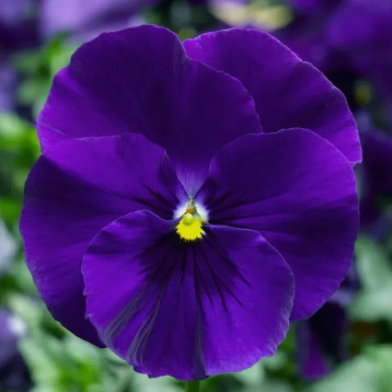 Віола Інспаєр Плюс F1 синя