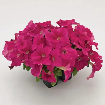 Петуния Саксес HD F1 пинк