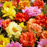 Портулак Сандіел F1 суміш (mix) 