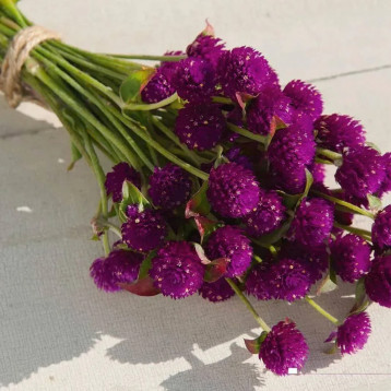 Гомфрена пурпурова (purple)