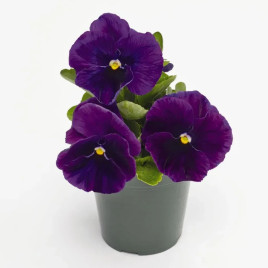 Віола Інспаєр Плюс F1 фіолетова 