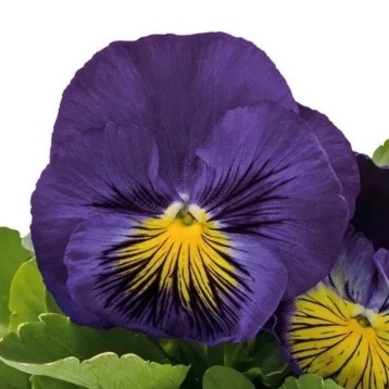 Віола Кетс F1 синьо-жовта 