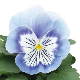 Віола Кетс F1 марина