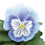 Віола Кетс F1 марина