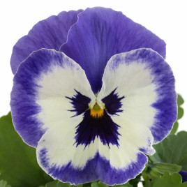 Инспаер Плюс F1 марина семена виолы (Benary)