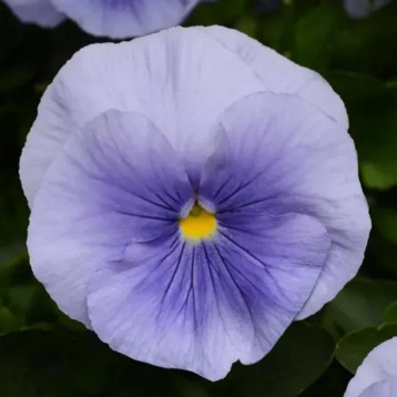 Виола Инспаер Плюс F1 голубая (blue) 