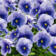 Инспаер Плюс F1 голубая (blue) семена виолы (Benary)