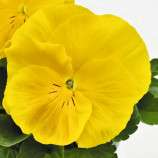 Віола Інспаєр Делюкс F1 жовта