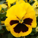 Виола Инспаер Делюкс F1 желтая с глазком 