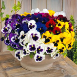 Віола Інспаєр Делюкс F1 суміш