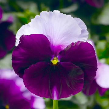 Виола Фино F1 Бейконсфилд (Beaconsfield) 