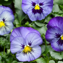 Виола Дельта F1 фрост 