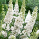 Будлея Девида (Буддлея Давида) белая семена (W.Legutko)