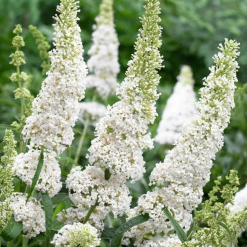 Будлея Девида (Буддлея Давида) белая семена (W.Legutko)