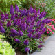 Будлея Девида (Буддлея Давида) фиолетово-синяя 