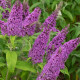 Будлея Девида (Буддлея Давида) фиолетово-синяя семена (W.Legutko)