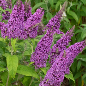 Будлея Девида (Буддлея Давида) фиолетово-синяя семена (W.Legutko)