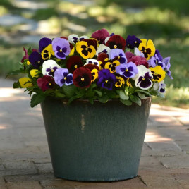 Виола Матрикс F1 смесь (mix) 