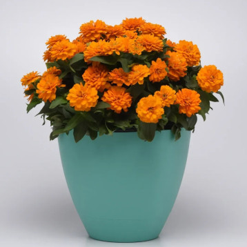 Сахара F1 оранжевая (orange) семена циннии низкорослой 25-30см (Pan American)