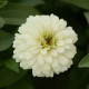 Цинния Сахара F1 белая (white) 