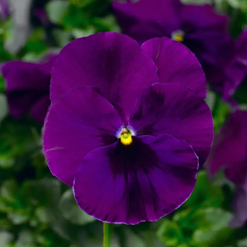 Віола Фіно F1 фіолетова (Violet) 