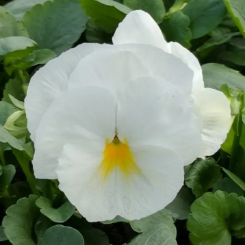 Віола Інспаєр Делюкс F1 біла 