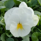 Віола Інспаєр Делюкс F1 біла 