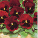 Матрикс F1 red blotch семена виолы 20см (Pan American)