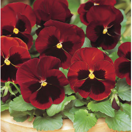 Матрикс F1 red blotch семена виолы 20см (Pan American)