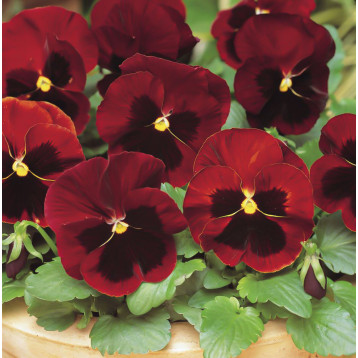 Матрикс F1 red blotch семена виолы 20см (Pan American)