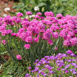 Армерія Ранкова зірка темно-рожева 